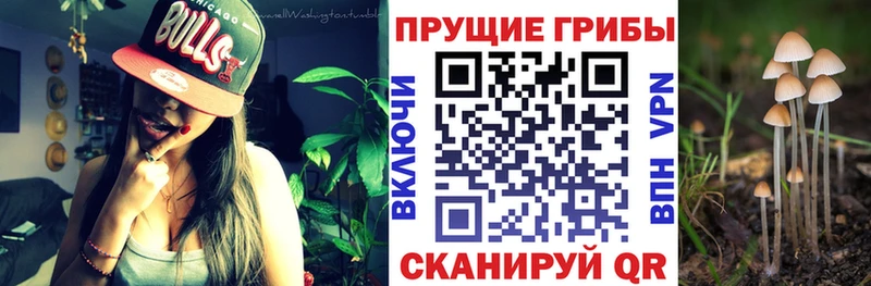 купить наркоту  Дзержинск  Галлюциногенные грибы прущие грибы 